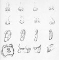 /album/fotogaleria/nariz-orejas-jpg/